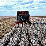 Cotton Harvester Machine / Case Ih 2022 Cotton Express