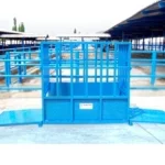 1000 Kg Live Animal Scale