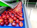 Apple Packaging and Grading Machine