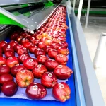 Apple Packaging and Grading Machine