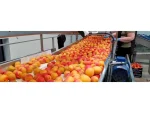 Apricot Peach Packaging and Sorting Machine - Image 2