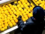 Citrus Packaging and Grading Machine - Image 4
