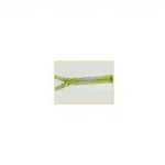 T-6 Bone Tone Tone Separating Zipper