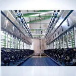 Milking Trough Fish Bone Milk Harvesting