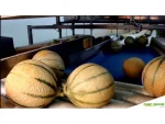 Melon Watermelon Slicing Packaging Machine