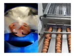 9600 Units/Hour Conveyor Egg Washing Machine - Image 3