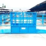 2000 Kg Live Animal Scale