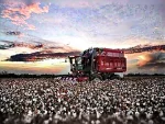 Cotton harvester / Case Ih 620 Cotton Express - Image 2