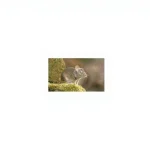 Fighting Against Mice and Pest Control