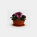 0.5 Litre Violet Pot