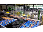 Apricot Peach Packaging and Sorting Machine - Image 5