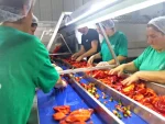 1000 Kg/Hour Grilled Pepper Eggplant Line - Image 5