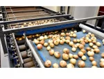 Potato Onion Sorting Machine