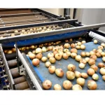 Potato Onion Sorting Machine