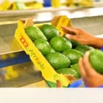 Avocado Slicing and Packaging Machine