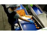 Apricot Peach Packaging and Sorting Machine - Image 3