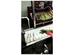 P-KK001 Asparagus Root Cutting Machine - Image 9