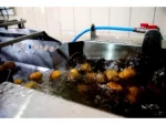Vegetable Washing Machine with Vibration Conveyor - Image 13