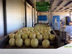 Melon Watermelon Slicing Packaging Machine - Image 3