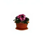 1.5 Litre Purple Violet Pot
