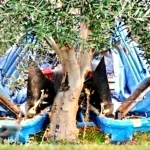 Umbrella Olive Picking Machine