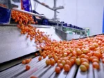 Tomato Sorting and Packaging Line - Image 8