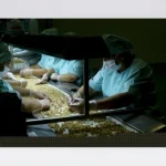 Nut Selection Table Suiser Machine