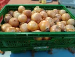 Potato Onion Sorting Machine - Image 3
