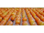 Tomato Sorting and Packaging Line - Image 2