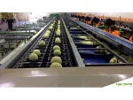 Melon Watermelon Slicing Packaging Machine - Image 2