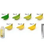 Ethylene Concentrate for Ripening Bananas