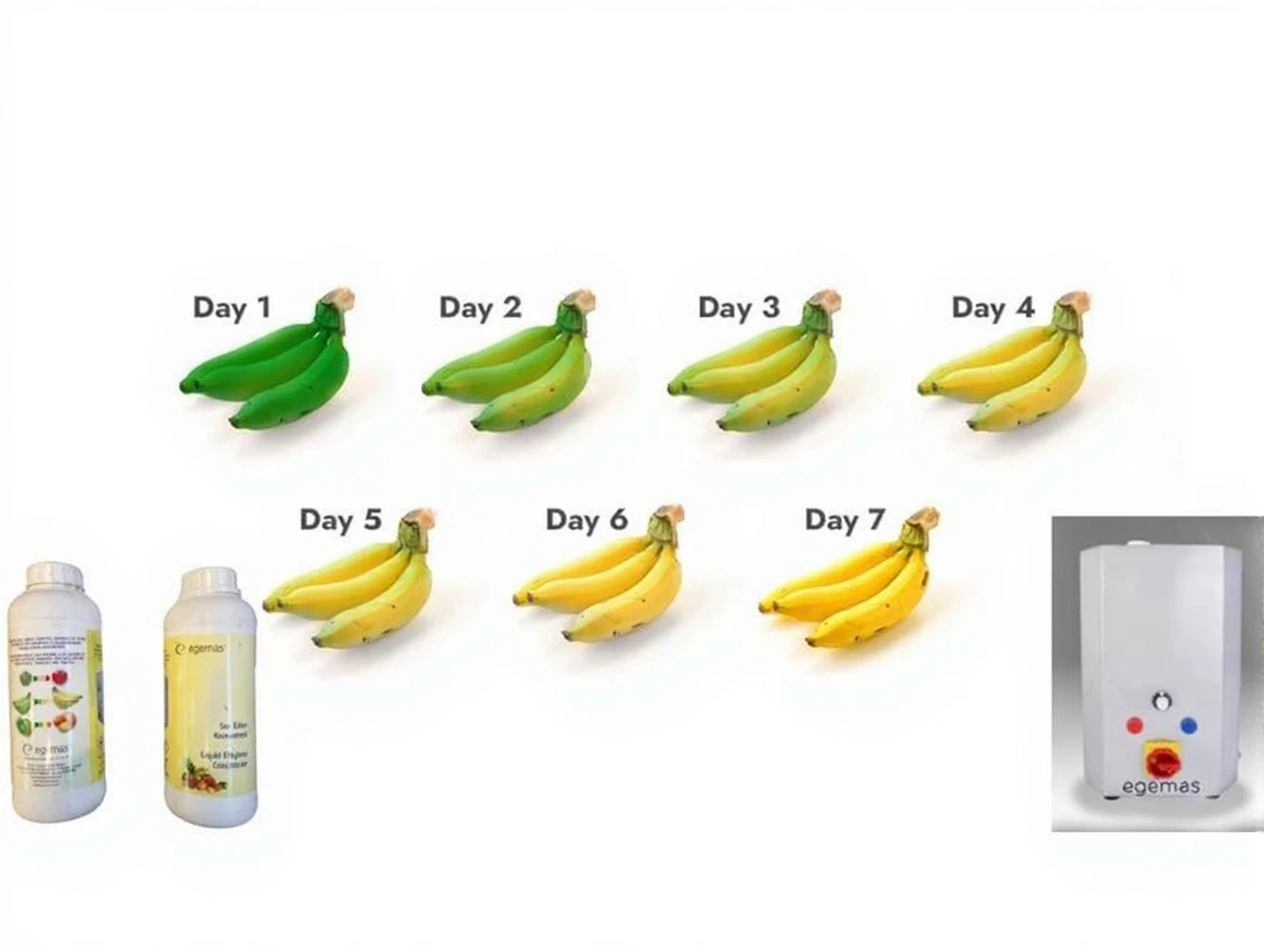 z2h32h1mt1rm80cv0ysrv942jw Ethylene Concentrate for Ripening Bananas - Image 1