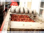 Conveyor Belt Fruit Vegetable Sorting Line - Image 4
